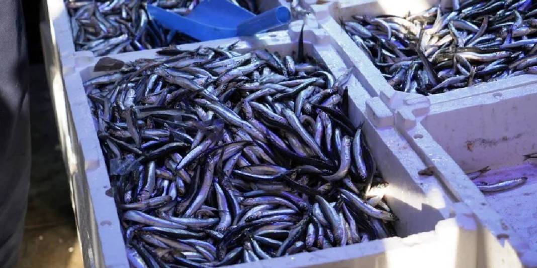 Fiyatı düştü, duyan koştu! Tezgahlarda 80 liradan kapış kapış satılıyor: Palamudun tahtını bile salladı 6